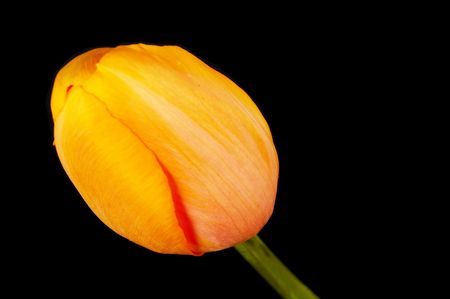 tulip on black, space for messagesの写真素材