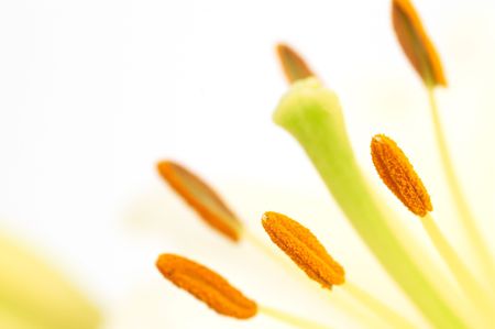 white lily extreme close upの写真素材