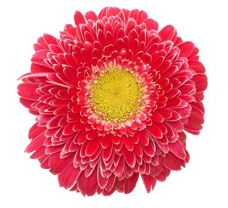 single daisy flower close up, on white backgroundの写真素材