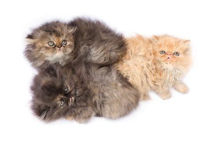 3 beautiful persian cats on white backgroundの写真素材