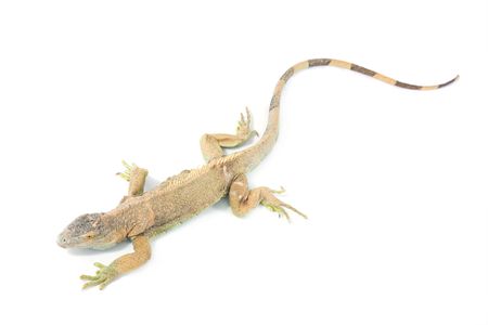 green dragon close up on white backgroundの写真素材