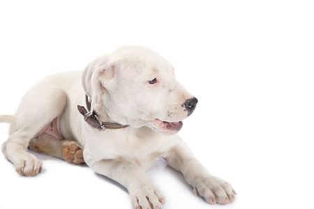 beautiful white dog close up on white backgroundの写真素材