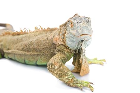 green dragon close up on white backgroundの写真素材