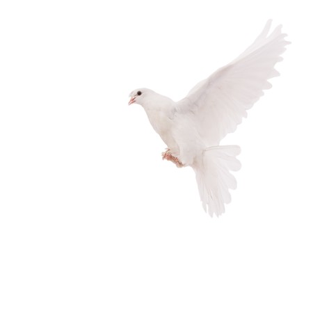 beautiful pigeonの写真素材