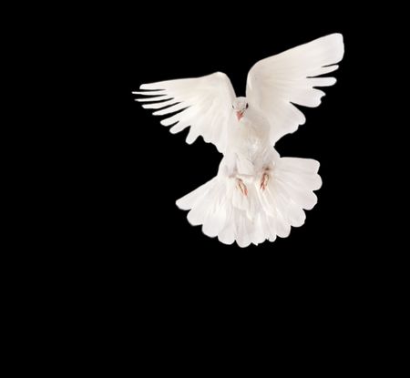white pigeon flying with speed on black backgroundの写真素材