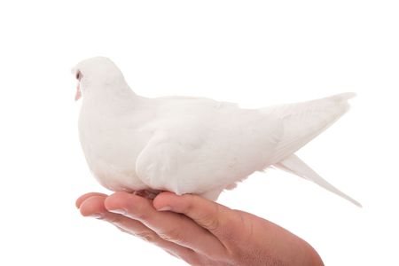 white beautiful pigeon holding still on a handの写真素材