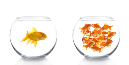 lots of goldfish in a bowl and a lonely one in anotherの写真素材