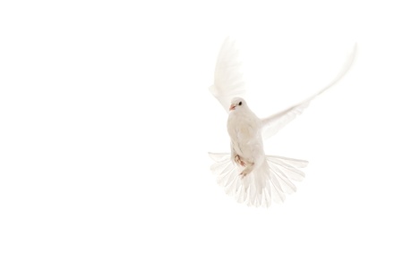 focus on the below of birdの写真素材