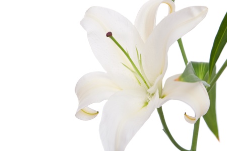 White lily flower on white backgroundの写真素材