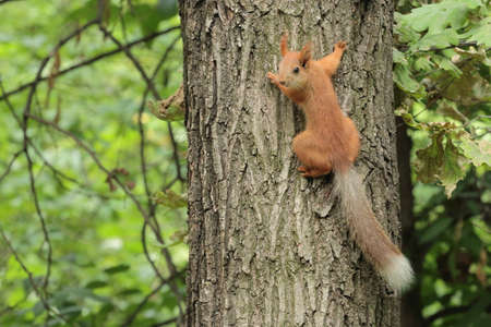 Squirrel in the forest on a tree
