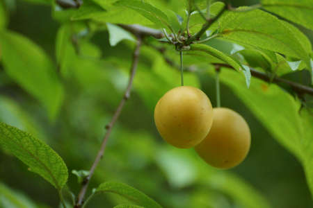 Yellow berries in the light of the sunの写真素材