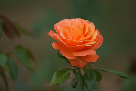 A beautiful red rose on one of the last days of summer, which presented its beauty to passers-by. It is located near the city path and everyone can see it.の写真素材