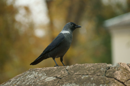Jackdaw sitting on a fence postの写真素材