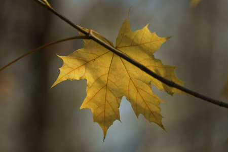 Yellow leaf in the light of the sun