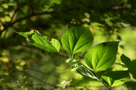 Green leaves in the forest in the sunlight in autumnの写真素材