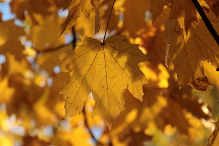 Yellow maple leaves near the school stadium