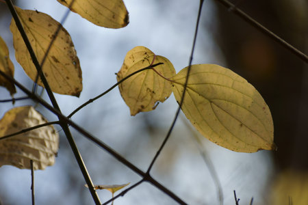 autumn forest yellow leaves trees