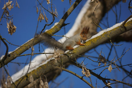 squirrel on a tree branch in winter with snow and blue skyの写真素材
