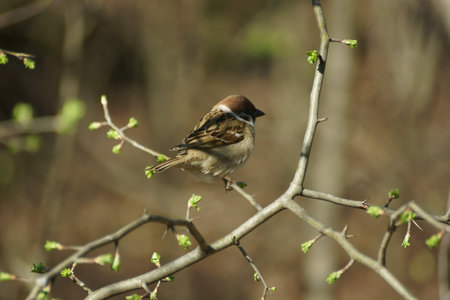 House Sparrow, Passer domesticus, single bird on branch, Warwickshireの写真素材