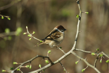 House Sparrow, Passer domesticus, single bird on branch, Warwickshireの写真素材