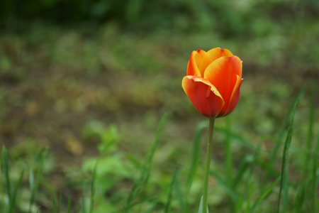 Orange tulip on the background of green grass. spring flowers.の写真素材
