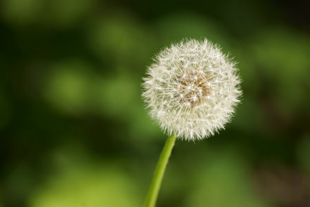 Dandelion flower on green background with copy space for your text