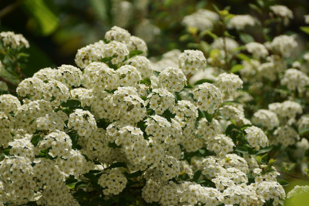 Flowering spirea bush with white flowers in the gardenの写真素材