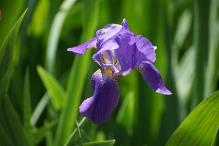 Purple iris flower on a green background in the garden.の写真素材
