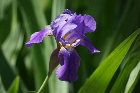 Purple iris flower on a background of green leaves close-upの写真素材