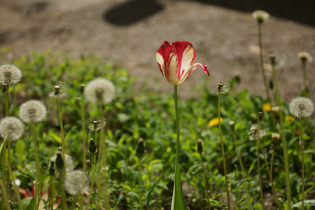 Red and white tulip with dandelions in the background.の写真素材