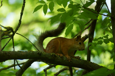 Squirrel on a branch in the forest. wild animal in nature.の写真素材