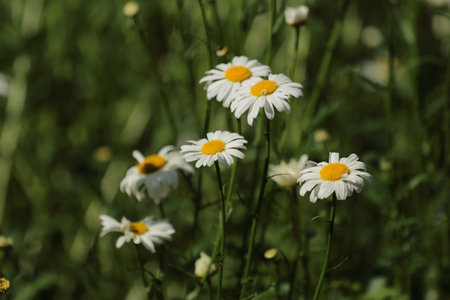 Chamomile flowers on a meadow in summer time.