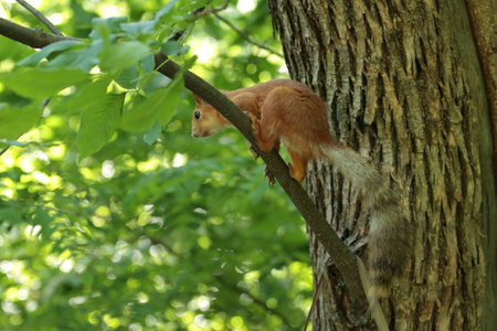 Squirrel on the tree. Red squirrel sitting on a tree.