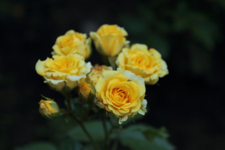 Yellow roses in the garden, close-up. nature background.の写真素材