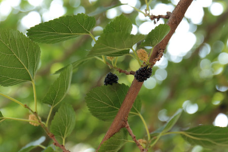 Mulberry fruits on the tree. Mulberry leaves.の写真素材