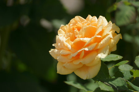Yellow rose in the garden, close-up. natural background.の写真素材