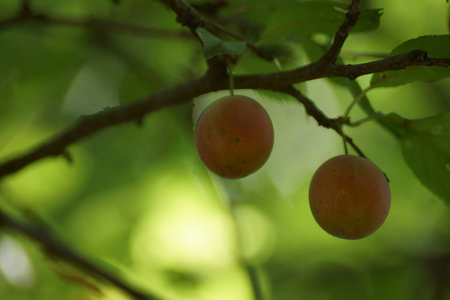 Ripe plums on a tree branch in the orchard.の写真素材