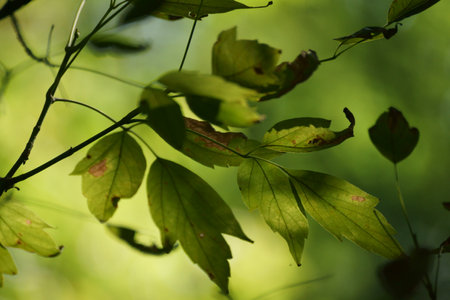 leaves green in the forest, closeup of photo with shallow depth of field