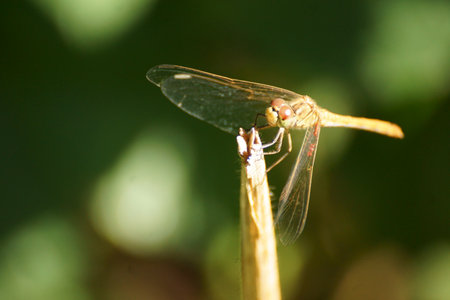 dragonfly on a plant in the wild, closeup of photo