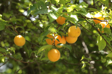 Ripe yellow plums on a tree branch in the garden.