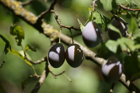 Ripe plums on the branch of a tree in the gardenの写真素材