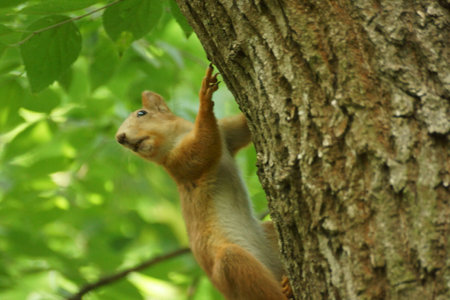 Squirrel on the tree in the summer forest. animal in nature.