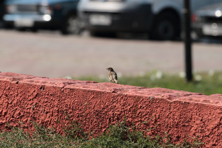 A sparrow is sitting on a brick wall in the city.の写真素材