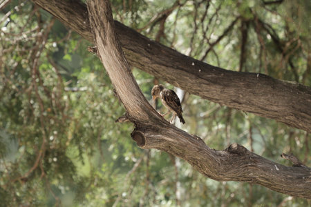 Two sparrows sitting on a tree branch in the forest.