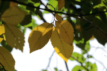 Yellow leaves on the branches of a tree in the autumn season.の写真素材