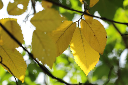 Autumn leaves on a tree in the forest, close-upの写真素材