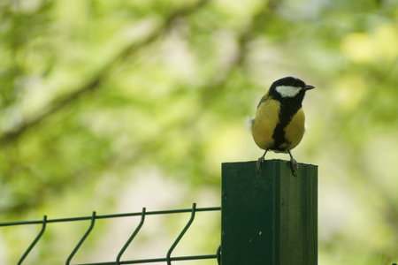 Great tit (Parus Major) sitting on a fence in the forestの写真素材