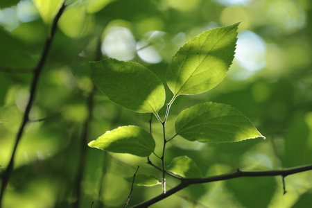 leaves green background in sunny day, closeup of photo with soft focus