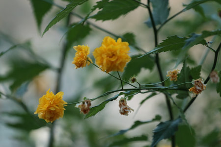 Yellow flowers of Hibiscus sabdariffa, also known as bitter gourd.の写真素材