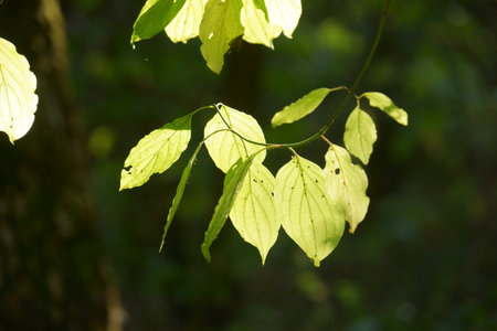 green leaves in the forest, close up of photo with shallow depth of field